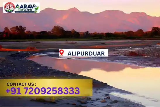 pest control in alipurduar, pest control alipurduar, pest control services alipurduar, pest control company in alipurduar, best pest control in alipurduar, professional pest control alipurduar, termite control in alipurduar, termite treatment alipurduar, cockroach control alipurduar, bed bug control alipurduar, mosquito control alipurduar, rat control alipurduar, rodent control alipurduar, ant control alipurduar, lizard control alipurduar, wood borer control alipurduar, wood borer treatment alipurduar, general pest control alipurduar, home pest control alipurduar, commercial pest control alipurduar, pest control near me alipurduar, pest control price alipurduar, pest control price list alipurduar, price list in alipurduar, pest control cost alipurduar, termite control price alipurduar, wood borer treatment price alipurduar, best pest control company in alipurduar, pest control service in alipurduar, insect care pest control alipurduar