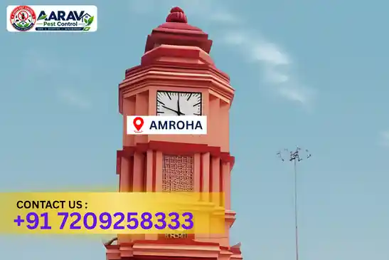 amroha pest control, pest control in amroha, pest control service amroha, pest control company in amroha, best pest control amroha, home pest control amroha, commercial pest control amroha, termite control in amroha, termite treatment amroha, cockroach control amroha, mosquito control amroha, bed bug control amroha, rat control amroha, lizard control amroha, ant control amroha, general pest control amroha, pest management amroha, pest control price amroha, amroha pest control price list, price list in amroha, pest control company in amroha, termite control in amroha, affordable pest control amroha, professional pest control amroha, pest control near me amroha, pest control services amroha uttar pradesh, aarav pest control amroha, aarav pest control in amroha, aarav pest control uttar pradesh.