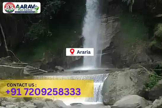 pest control in araria, pest control araria, pest control services araria, pest control company in araria, best pest control in araria, professional pest control araria, termite control in araria, termite treatment araria, cockroach control araria, bed bug control araria, mosquito control araria, rat control araria, rodent control araria, ant control araria, lizard control araria, wood borer control araria, wood borer treatment araria, general pest control araria, home pest control araria, commercial pest control araria, pest control near me araria, pest control price araria, pest control price list araria, price list in araria, pest control cost araria, termite control price araria, wood borer treatment price araria, best pest control company in araria, pest control service in araria