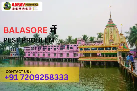 pest control in balasore, pest control service balasore, best pest control in balasore, pest control company in balasore, pest control services odisha, termite control balasore, cockroach control balasore, mosquito control balasore, ant control balasore, rodent control balasore, bed bug control balasore, fly control balasore, lizard control balasore, residential pest control balasore, commercial pest control balasore, professional pest control balasore, home pest control balasore, office pest control balasore, pest management balasore, pest treatment balasore, pest control near balasore, aarav pest control balasore, pest control in jaleswar, pest control in soro, pest control in nilagiri, pest control in remuna, pest control in bhograi, pest control in basta, pest control in baliapal, pest control in oupada, pest control in simulia, pest control near balasore odisha, pest control services near me balasore