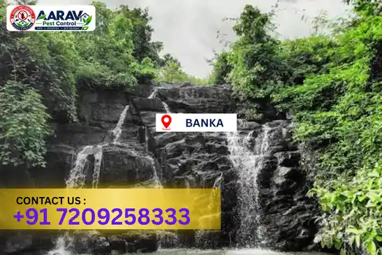 pest control in banka, pest control banka, pest control services banka, pest control company in banka, aarav pest control banka, best pest control in banka, professional pest control banka, termite control in banka, termite treatment banka, cockroach control banka, bed bug control banka, mosquito control banka, rat control banka, rodent control banka, ant control banka, lizard control banka, wood borer control banka, wood borer treatment banka, general pest control banka, home pest control banka, commercial pest control banka, pest control near me banka, pest control price banka, pest control price list banka, price list in banka, pest control cost banka, termite control price banka, wood borer treatment price banka, best pest control company in banka, pest control service in banka, aarav pest control price list banka, aarav pest control termite control banka, aarav pest control wood borer treatment banka