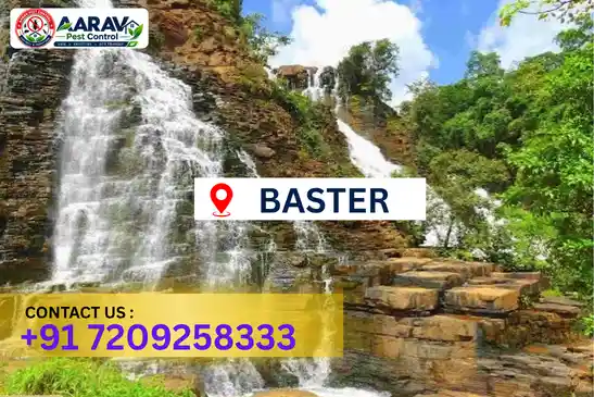 pest control in bastar, pest control bastar, pest control services bastar, pest control company in bastar, best pest control in bastar, professional pest control bastar, termite control in bastar, termite treatment bastar, cockroach control bastar, cockroach treatment bastar, bed bug control bastar, mosquito control bastar, rat control bastar, rodent control bastar, ant control bastar, lizard control bastar, general pest control bastar, home pest control bastar, commercial pest control bastar, pest control near me bastar, pest control price bastar, pest control price list bastar, price list in bastar, pest control cost bastar, termite control price bastar, termite treatment price bastar, best pest control company in bastar, pest control service in bastar, insect care pest control bastar