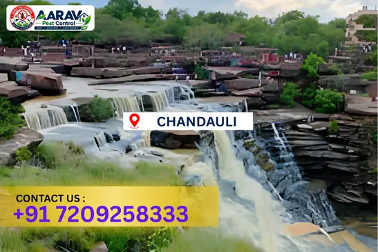 chandauli pest control, pest control in chandauli, pest control service chandauli, pest control company in chandauli, best pest control chandauli, home pest control chandauli, commercial pest control chandauli, termite control in chandauli, termite treatment chandauli, cockroach control chandauli, mosquito control chandauli, bed bug control chandauli, rat control chandauli, lizard control chandauli, ant control chandauli, general pest control chandauli, pest management chandauli, pest control price chandauli, chandauli pest control price list, price list in chandauli, affordable pest control chandauli, professional pest control chandauli, pest control near me chandauli, pest control services chandauli uttar pradesh, aarav pest control chandauli, aarav pest control in chandauli, aarav pest control uttar pradesh.