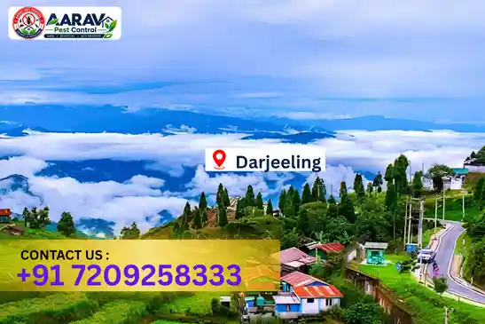 pest control in darjeeling, pest control darjeeling, pest control services darjeeling, pest control company in darjeeling, best pest control in darjeeling, professional pest control darjeeling, termite control in darjeeling, termite treatment darjeeling, cockroach control darjeeling, bed bug control darjeeling, mosquito control darjeeling, rat control darjeeling, rodent control darjeeling, ant control darjeeling, lizard control darjeeling, wood borer control darjeeling, wood borer treatment darjeeling, general pest control darjeeling, home pest control darjeeling, commercial pest control darjeeling, pest control near me darjeeling, pest control price darjeeling, pest control price list darjeeling, price list in darjeeling, pest control cost darjeeling, termite control price darjeeling, wood borer treatment price darjeeling, best pest control company in darjeeling, pest control service in darjeeling, insect care pest control darjeeling