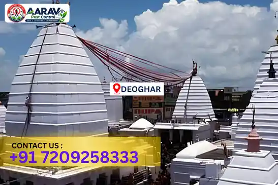 deoghar pest control, pest control in deoghar, pest control service in deoghar, pest control company in deoghar, best pest control in deoghar, professional pest control deoghar, home pest control deoghar, residential pest control deoghar, commercial pest control deoghar, office pest control deoghar, general pest control deoghar, termite control in deoghar, termite treatment deoghar, termite control service deoghar, anti termite treatment deoghar, termite removal deoghar, termite inspection deoghar, termite prevention deoghar, cockroach control deoghar, cockroach treatment deoghar, cockroach removal deoghar, mosquito control deoghar, mosquito treatment deoghar, mosquito fogging deoghar, bed bug control deoghar, bed bug treatment deoghar, bed bug removal deoghar, rat control deoghar, rodent control deoghar, rat treatment deoghar, lizard control deoghar, ant control deoghar, spider control deoghar, fly control deoghar, wood borer control deoghar, wood borer treatment deoghar, insect control deoghar, insect treatment deoghar, pest management deoghar, pest management services deoghar, residential pest control service deoghar, commercial pest control service deoghar, industrial pest control deoghar, hotel pest control deoghar, restaurant pest control deoghar, warehouse pest control deoghar, school pest control deoghar, hospital pest control deoghar, pest control charges deoghar, pest control cost deoghar, pest control price deoghar, deoghar pest control price, deoghar pest control price list, price list in deoghar, pest control company in deoghar, termite control in deoghar, affordable pest control deoghar, reliable pest control company deoghar, pest control near me deoghar, professional pest control service deoghar, pest control services deoghar jharkhand, termite treatment deoghar jharkhand, cockroach control deoghar jharkhand, mosquito control deoghar jharkhand, bed bug treatment deoghar jharkhand.