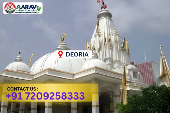 deoria pest control, pest control in deoria, pest control service deoria, pest control company in deoria, best pest control deoria, home pest control deoria, commercial pest control deoria, termite control in deoria, termite treatment deoria, cockroach control deoria, mosquito control deoria, bed bug control deoria, rat control deoria, lizard control deoria, ant control deoria, general pest control deoria, pest management deoria, pest control price deoria, deoria pest control price list, price list in deoria, affordable pest control deoria, professional pest control deoria, pest control near me deoria, pest control services deoria uttar pradesh, aarav pest control deoria, aarav pest control in deoria, aarav pest control uttar pradesh.