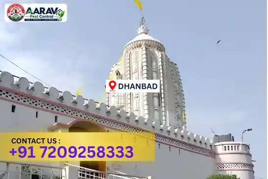 dhanbad pest control, pest control in dhanbad, pest control service in dhanbad, pest control company in dhanbad, best pest control in dhanbad, professional pest control dhanbad, home pest control dhanbad, residential pest control dhanbad, commercial pest control dhanbad, office pest control dhanbad, general pest control dhanbad, termite control in dhanbad, termite treatment dhanbad, termite control service dhanbad, anti termite treatment dhanbad, termite removal dhanbad, termite inspection dhanbad, termite prevention dhanbad, cockroach control dhanbad, cockroach treatment dhanbad, cockroach removal dhanbad, mosquito control dhanbad, mosquito treatment dhanbad, mosquito fogging dhanbad, bed bug control dhanbad, bed bug treatment dhanbad, bed bug removal dhanbad, rat control dhanbad, rodent control dhanbad, rat treatment dhanbad, lizard control dhanbad, ant control dhanbad, spider control dhanbad, fly control dhanbad, wood borer control dhanbad, wood borer treatment dhanbad, insect control dhanbad, insect treatment dhanbad, pest management dhanbad, pest management services dhanbad, residential pest control service dhanbad, commercial pest control service dhanbad, industrial pest control dhanbad, hotel pest control dhanbad, restaurant pest control dhanbad, warehouse pest control dhanbad, school pest control dhanbad, hospital pest control dhanbad, pest control charges dhanbad, pest control cost dhanbad, pest control price dhanbad, dhanbad pest control price, dhanbad pest control price list, price list in dhanbad, pest control company in dhanbad, termite control in dhanbad, affordable pest control dhanbad, reliable pest control company dhanbad, pest control near me dhanbad, professional pest control service dhanbad, pest control services dhanbad jharkhand, termite treatment dhanbad jharkhand, cockroach control dhanbad jharkhand, mosquito control dhanbad jharkhand, bed bug treatment dhanbad jharkhand.