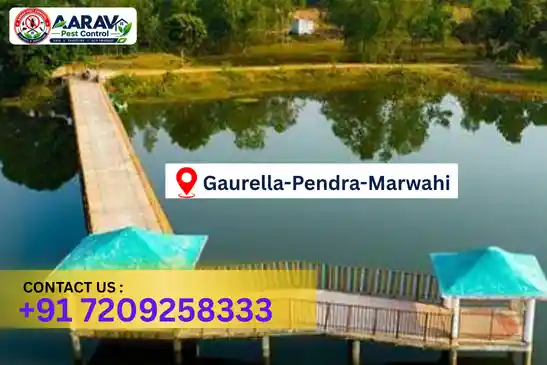 pest control in gaurela-pendra-marwahi, pest control gaurela-pendra-marwahi, pest control services gaurela-pendra-marwahi, pest control company in gaurela-pendra-marwahi, best pest control in gaurela-pendra-marwahi, professional pest control gaurela-pendra-marwahi, termite control in gaurela-pendra-marwahi, termite treatment gaurela-pendra-marwahi, cockroach control gaurela-pendra-marwahi, cockroach treatment gaurela-pendra-marwahi, bed bug control gaurela-pendra-marwahi, mosquito control gaurela-pendra-marwahi, rat control gaurela-pendra-marwahi, rodent control gaurela-pendra-marwahi, ant control gaurela-pendra-marwahi, lizard control gaurela-pendra-marwahi, general pest control gaurela-pendra-marwahi, home pest control gaurela-pendra-marwahi, commercial pest control gaurela-pendra-marwahi, pest control near me gaurela-pendra-marwahi, pest control price gaurela-pendra-marwahi, pest control price list gaurela-pendra-marwahi, price list in gaurela-pendra-marwahi, pest control cost gaurela-pendra-marwahi, termite control price gaurela-pendra-marwahi, termite treatment price gaurela-pendra-marwahi, best pest control company in gaurela-pendra-marwahi, pest control service in gaurela-pendra-marwahi, insect care pest control gaurela-pendra-marwahi