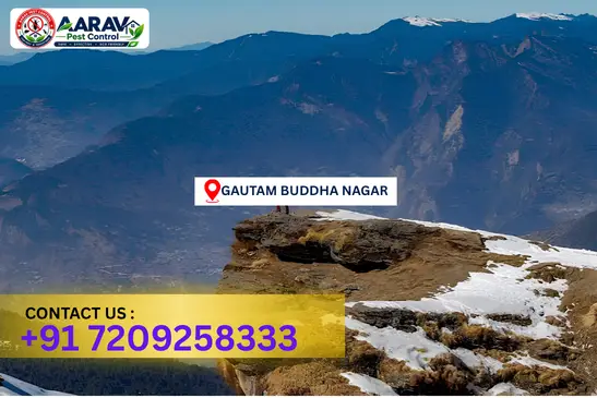 gautam buddha nagar pest control, pest control in gautam buddha nagar, pest control service gautam buddha nagar, pest control company in gautam buddha nagar, best pest control gautam buddha nagar, home pest control gautam buddha nagar, commercial pest control gautam buddha nagar, termite control in gautam buddha nagar, termite treatment gautam buddha nagar, cockroach control gautam buddha nagar, mosquito control gautam buddha nagar, bed bug control gautam buddha nagar, rat control gautam buddha nagar, lizard control gautam buddha nagar, ant control gautam buddha nagar, general pest control gautam buddha nagar, pest management gautam buddha nagar, pest control price gautam buddha nagar, gautam buddha nagar pest control price list, price list in gautam buddha nagar, affordable pest control gautam buddha nagar, professional pest control gautam buddha nagar, pest control near me gautam buddha nagar, pest control services gautam buddha nagar uttar pradesh, aarav pest control gautam buddha nagar, aarav pest control in gautam buddha nagar, aarav pest control uttar pradesh.