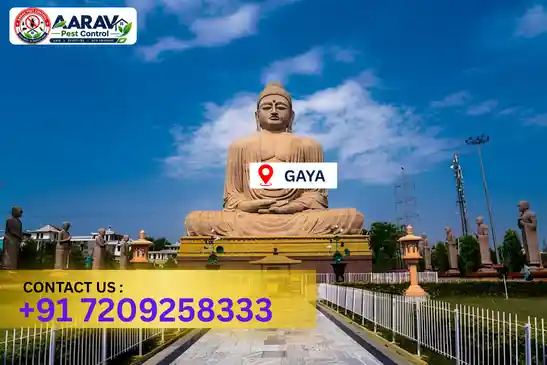 pest control in gaya, pest control gaya, pest control services gaya, pest control company in gaya, aarav pest control gaya, best pest control in gaya, professional pest control gaya, termite control in gaya, termite treatment gaya, cockroach control gaya, bed bug control gaya, mosquito control gaya, rat control gaya, rodent control gaya, ant control gaya, lizard control gaya, wood borer control gaya, wood borer treatment gaya, general pest control gaya, home pest control gaya, commercial pest control gaya, pest control near me gaya, pest control price gaya, pest control price list gaya, price list in gaya, pest control cost gaya, termite control price gaya, wood borer treatment price gaya, best pest control company in gaya, pest control service in gaya, aarav pest control price list gaya, aarav pest control termite control gaya, aarav pest control wood borer treatment gaya
