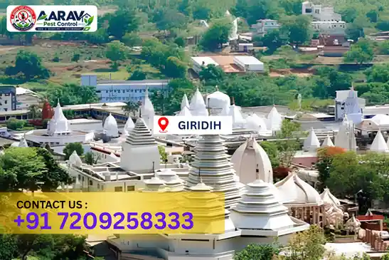 giridih pest control, pest control in giridih, pest control service giridih, pest control company in giridih, best pest control giridih, home pest control giridih, commercial pest control giridih, termite control in giridih, termite treatment giridih, termite control service giridih, cockroach control giridih, cockroach treatment giridih, mosquito control giridih, mosquito treatment giridih, bed bug control giridih, bed bug treatment giridih, rat control giridih, rodent control giridih, lizard control giridih, ant control giridih, general pest control giridih, pest management giridih, pest control price giridih, giridih pest control price list, price list in giridih, pest control company in giridih, termite control in giridih, affordable pest control giridih, pest control near me giridih, professional pest control giridih, pest control services giridih jharkhand.