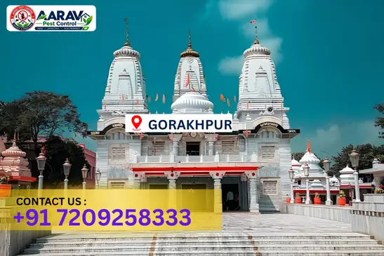 gorakhpur pest control, pest control in gorakhpur, pest control service gorakhpur, pest control company in gorakhpur, best pest control gorakhpur, home pest control gorakhpur, commercial pest control gorakhpur, termite control in gorakhpur, termite treatment gorakhpur, cockroach control gorakhpur, mosquito control gorakhpur, bed bug control gorakhpur, rat control gorakhpur, lizard control gorakhpur, ant control gorakhpur, general pest control gorakhpur, pest management gorakhpur, pest control price gorakhpur, gorakhpur pest control price list, price list in gorakhpur, affordable pest control gorakhpur, professional pest control gorakhpur, pest control near me gorakhpur, pest control services gorakhpur uttar pradesh, aarav pest control gorakhpur, aarav pest control in gorakhpur, aarav pest control uttar pradesh.
