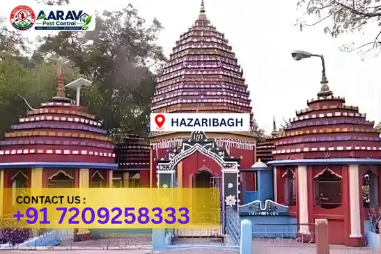 hazaribagh pest control, pest control in hazaribagh, pest control service hazaribagh, pest control company in hazaribagh, best pest control hazaribagh, home pest control hazaribagh, commercial pest control hazaribagh, termite control in hazaribagh, termite treatment hazaribagh, termite control service hazaribagh, cockroach control hazaribagh, cockroach treatment hazaribagh, mosquito control hazaribagh, mosquito treatment hazaribagh, bed bug control hazaribagh, bed bug treatment hazaribagh, rat control hazaribagh, rodent control hazaribagh, lizard control hazaribagh, ant control hazaribagh, general pest control hazaribagh, pest management hazaribagh, pest control price hazaribagh, hazaribagh pest control price list, price list in hazaribagh, pest control company in hazaribagh, termite control in hazaribagh, affordable pest control hazaribagh, pest control near me hazaribagh, professional pest control hazaribagh, pest control services hazaribagh jharkhand.