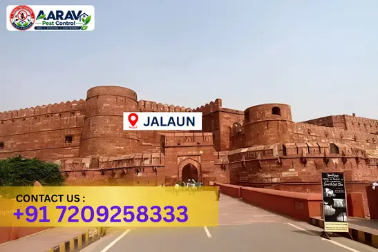 jalaun pest control, pest control in jalaun, pest control service jalaun, pest control company in jalaun, best pest control jalaun, home pest control jalaun, commercial pest control jalaun, termite control in jalaun, termite treatment jalaun, cockroach control jalaun, mosquito control jalaun, bed bug control jalaun, rat control jalaun, lizard control jalaun, ant control jalaun, general pest control jalaun, pest management jalaun, pest control price jalaun, jalaun pest control price list, price list in jalaun, affordable pest control jalaun, professional pest control jalaun, pest control near me jalaun, pest control services jalaun uttar pradesh, aarav pest control jalaun, aarav pest control in jalaun, aarav pest control uttar pradesh.