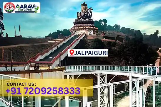 pest control in jalpaiguri, pest control jalpaiguri, pest control services jalpaiguri, pest control company in jalpaiguri, best pest control in jalpaiguri, professional pest control jalpaiguri, termite control in jalpaiguri, termite treatment jalpaiguri, cockroach control jalpaiguri, bed bug control jalpaiguri, mosquito control jalpaiguri, rat control jalpaiguri, rodent control jalpaiguri, ant control jalpaiguri, lizard control jalpaiguri, wood borer control jalpaiguri, wood borer treatment jalpaiguri, general pest control jalpaiguri, home pest control jalpaiguri, commercial pest control jalpaiguri, pest control near me jalpaiguri, pest control price jalpaiguri, pest control price list jalpaiguri, price list in jalpaiguri, pest control cost jalpaiguri, termite control price jalpaiguri, wood borer treatment price jalpaiguri, best pest control company in jalpaiguri, pest control service in jalpaiguri, insect care pest control jalpaiguri