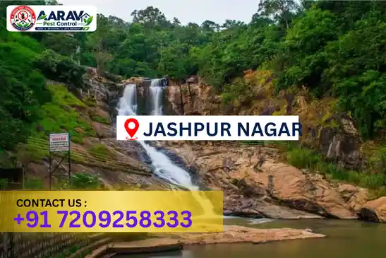 pest control in jashpur, pest control jashpur, pest control services jashpur, pest control company in jashpur, best pest control in jashpur, professional pest control jashpur, termite control in jashpur, termite treatment jashpur, cockroach control jashpur, cockroach treatment jashpur, bed bug control jashpur, mosquito control jashpur, rat control jashpur, rodent control jashpur, ant control jashpur, lizard control jashpur, general pest control jashpur, home pest control jashpur, commercial pest control jashpur, pest control near me jashpur, pest control price jashpur, pest control price list jashpur, price list in jashpur, pest control cost jashpur, termite control price jashpur, termite treatment price jashpur, best pest control company in jashpur, pest control service in jashpur, insect care pest control jashpur