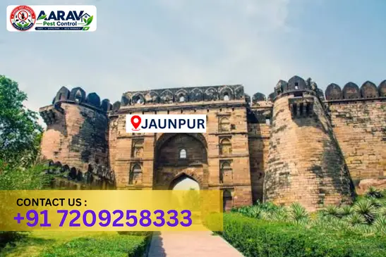 jaunpur pest control, pest control in jaunpur, pest control service jaunpur, pest control company in jaunpur, best pest control jaunpur, home pest control jaunpur, commercial pest control jaunpur, termite control in jaunpur, termite treatment jaunpur, cockroach control jaunpur, mosquito control jaunpur, bed bug control jaunpur, rat control jaunpur, lizard control jaunpur, ant control jaunpur, general pest control jaunpur, pest management jaunpur, pest control price jaunpur, jaunpur pest control price list, price list in jaunpur, affordable pest control jaunpur, professional pest control jaunpur, pest control near me jaunpur, pest control services jaunpur uttar pradesh, aarav pest control jaunpur, aarav pest control in jaunpur, aarav pest control uttar pradesh.