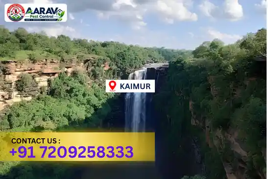 pest control in kaimur, pest control kaimur, pest control services kaimur, pest control company in kaimur, aarav pest control kaimur, best pest control in kaimur, professional pest control kaimur, termite control in kaimur, termite treatment kaimur, cockroach control kaimur, bed bug control kaimur, mosquito control kaimur, rat control kaimur, rodent control kaimur, ant control kaimur, lizard control kaimur, wood borer control kaimur, wood borer treatment kaimur, general pest control kaimur, home pest control kaimur, commercial pest control kaimur, pest control near me kaimur, pest control price kaimur, pest control price list kaimur, price list in kaimur, pest control cost kaimur, termite control price kaimur, wood borer treatment price kaimur, best pest control company in kaimur, pest control service in kaimur, aarav pest control price list kaimur, aarav pest control termite control kaimur, aarav pest control wood borer treatment kaimur