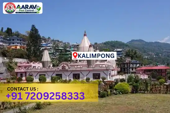 pest control in kalimpong, pest control kalimpong, pest control services kalimpong, pest control company in kalimpong, best pest control in kalimpong, professional pest control kalimpong, termite control in kalimpong, termite treatment kalimpong, cockroach control kalimpong, bed bug control kalimpong, mosquito control kalimpong, rat control kalimpong, rodent control kalimpong, ant control kalimpong, lizard control kalimpong, wood borer control kalimpong, wood borer treatment kalimpong, general pest control kalimpong, home pest control kalimpong, commercial pest control kalimpong, pest control near me kalimpong, pest control price kalimpong, pest control price list kalimpong, price list in kalimpong, pest control cost kalimpong, termite control price kalimpong, wood borer treatment price kalimpong, best pest control company in kalimpong, pest control service in kalimpong, insect care pest control kalimpong