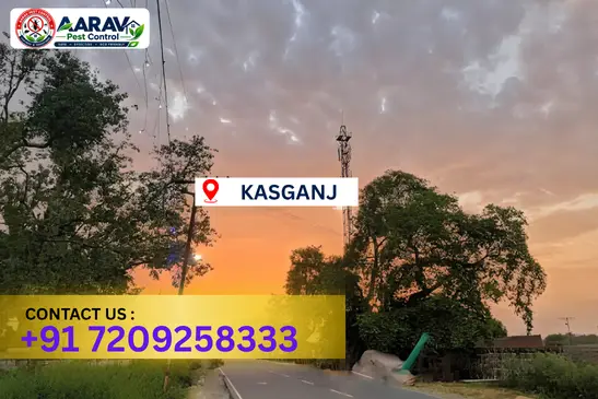 kasganj pest control, pest control in kasganj, pest control service kasganj, pest control company in kasganj, best pest control kasganj, home pest control kasganj, commercial pest control kasganj, termite control in kasganj, termite treatment kasganj, cockroach control kasganj, mosquito control kasganj, bed bug control kasganj, rat control kasganj, lizard control kasganj, ant control kasganj, general pest control kasganj, pest management kasganj, pest control price kasganj, kasganj pest control price list, price list in kasganj, affordable pest control kasganj, professional pest control kasganj, pest control near me kasganj, pest control services kasganj uttar pradesh, aarav pest control kasganj, aarav pest control in kasganj, aarav pest control uttar pradesh.
