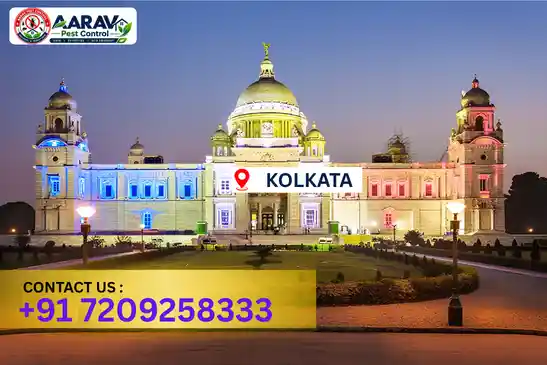pest control in kolkata, pest control kolkata, pest control services kolkata, pest control company in kolkata, best pest control in kolkata, professional pest control kolkata, termite control in kolkata, termite treatment kolkata, cockroach control kolkata, bed bug control kolkata, mosquito control kolkata, rat control kolkata, rodent control kolkata, ant control kolkata, lizard control kolkata, wood borer control kolkata, wood borer treatment kolkata, general pest control kolkata, home pest control kolkata, commercial pest control kolkata, pest control near me kolkata, pest control price kolkata, pest control price list kolkata, price list in kolkata, pest control cost kolkata, termite control price kolkata, wood borer treatment price kolkata, best pest control company in kolkata, pest control service in kolkata, insect care pest control kolkata