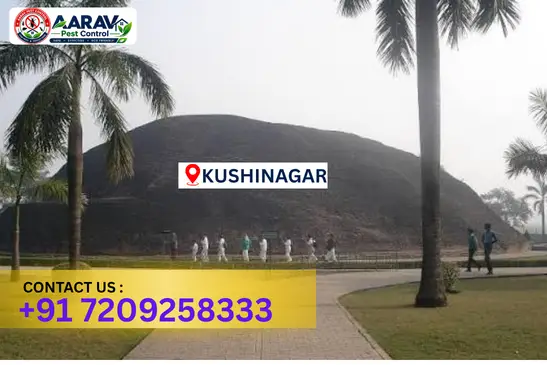 kushinagar pest control, pest control in kushinagar, pest control service kushinagar, pest control company in kushinagar, best pest control kushinagar, home pest control kushinagar, commercial pest control kushinagar, termite control in kushinagar, termite treatment kushinagar, cockroach control kushinagar, mosquito control kushinagar, bed bug control kushinagar, rat control kushinagar, lizard control kushinagar, ant control kushinagar, general pest control kushinagar, pest management kushinagar, pest control price kushinagar, kushinagar pest control price list, price list in kushinagar, affordable pest control kushinagar, professional pest control kushinagar, pest control near me kushinagar, pest control services kushinagar uttar pradesh, aarav pest control kushinagar, aarav pest control in kushinagar, aarav pest control uttar pradesh.