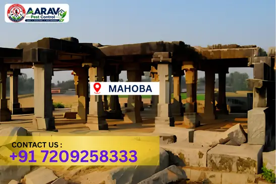 mahoba pest control, pest control in mahoba, pest control service mahoba, pest control company in mahoba, best pest control mahoba, home pest control mahoba, commercial pest control mahoba, termite control in mahoba, termite treatment mahoba, cockroach control mahoba, mosquito control mahoba, bed bug control mahoba, rat control mahoba, lizard control mahoba, ant control mahoba, general pest control mahoba, pest management mahoba, pest control price mahoba, mahoba pest control price list, price list in mahoba, affordable pest control mahoba, professional pest control mahoba, pest control near me mahoba, pest control services mahoba uttar pradesh, aarav pest control mahoba, aarav pest control in mahoba, aarav pest control uttar pradesh.