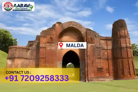 pest control in maldah, pest control maldah, pest control services maldah, pest control company in maldah, best pest control in maldah, professional pest control maldah, termite control in maldah, termite treatment maldah, cockroach control maldah, bed bug control maldah, mosquito control maldah, rat control maldah, rodent control maldah, ant control maldah, lizard control maldah, wood borer control maldah, wood borer treatment maldah, general pest control maldah, home pest control maldah, commercial pest control maldah, pest control near me maldah, pest control price maldah, pest control price list maldah, price list in maldah, pest control cost maldah, termite control price maldah, wood borer treatment price maldah, best pest control company in maldah, pest control service in maldah, insect care pest control maldah