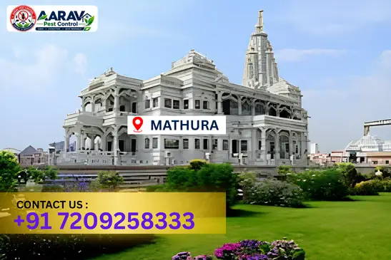 mathura pest control, pest control in mathura, pest control service mathura, pest control company in mathura, best pest control mathura, home pest control mathura, commercial pest control mathura, termite control in mathura, termite treatment mathura, cockroach control mathura, mosquito control mathura, bed bug control mathura, rat control mathura, lizard control mathura, ant control mathura, general pest control mathura, pest management mathura, pest control price mathura, mathura pest control price list, price list in mathura, affordable pest control mathura, professional pest control mathura, pest control near me mathura, pest control services mathura uttar pradesh, aarav pest control mathura, aarav pest control in mathura, aarav pest control uttar pradesh.