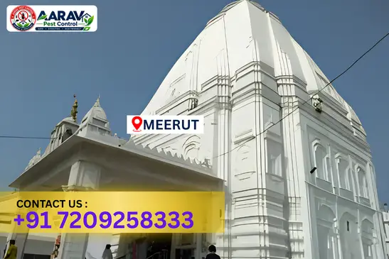 meerut pest control, pest control in meerut, pest control service meerut, pest control company in meerut, best pest control meerut, home pest control meerut, commercial pest control meerut, termite control in meerut, termite treatment meerut, cockroach control meerut, mosquito control meerut, bed bug control meerut, rat control meerut, lizard control meerut, ant control meerut, general pest control meerut, pest management meerut, pest control price meerut, meerut pest control price list, price list in meerut, affordable pest control meerut, professional pest control meerut, pest control near me meerut, pest control services meerut uttar pradesh, aarav pest control meerut, aarav pest control in meerut, aarav pest control uttar pradesh.
