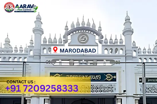 moradabad pest control, pest control in moradabad, pest control service moradabad, pest control company in moradabad, best pest control moradabad, home pest control moradabad, commercial pest control moradabad, termite control in moradabad, termite treatment moradabad, cockroach control moradabad, mosquito control moradabad, bed bug control moradabad, rat control moradabad, lizard control moradabad, ant control moradabad, general pest control moradabad, pest management moradabad, pest control price moradabad, moradabad pest control price list, price list in moradabad, affordable pest control moradabad, professional pest control moradabad, pest control near me moradabad, pest control services moradabad uttar pradesh, aarav pest control moradabad, aarav pest control in moradabad, aarav pest control uttar pradesh.