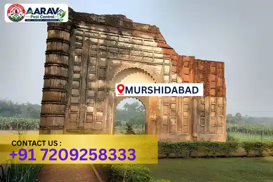 pest control in murshidabad, pest control murshidabad, pest control services murshidabad, pest control company in murshidabad, best pest control in murshidabad, professional pest control murshidabad, termite control in murshidabad, termite treatment murshidabad, cockroach control murshidabad, bed bug control murshidabad, mosquito control murshidabad, rat control murshidabad, rodent control murshidabad, ant control murshidabad, lizard control murshidabad, wood borer control murshidabad, wood borer treatment murshidabad, general pest control murshidabad, home pest control murshidabad, commercial pest control murshidabad, pest control near me murshidabad, pest control price murshidabad, pest control price list murshidabad, price list in murshidabad, pest control cost murshidabad, termite control price murshidabad, wood borer treatment price murshidabad, best pest control company in murshidabad, pest control service in murshidabad, insect care pest control murshidabad