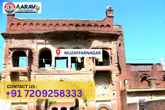 muzaffarnagar pest control, pest control in muzaffarnagar, pest control service muzaffarnagar, pest control company in muzaffarnagar, best pest control muzaffarnagar, home pest control muzaffarnagar, commercial pest control muzaffarnagar, termite control in muzaffarnagar, termite treatment muzaffarnagar, cockroach control muzaffarnagar, mosquito control muzaffarnagar, bed bug control muzaffarnagar, rat control muzaffarnagar, lizard control muzaffarnagar, ant control muzaffarnagar, general pest control muzaffarnagar, pest management muzaffarnagar, pest control price muzaffarnagar, muzaffarnagar pest control price list, price list in muzaffarnagar, affordable pest control muzaffarnagar, professional pest control muzaffarnagar, pest control near me muzaffarnagar, pest control services muzaffarnagar uttar pradesh, aarav pest control muzaffarnagar, aarav pest control in muzaffarnagar, aarav pest control uttar pradesh.