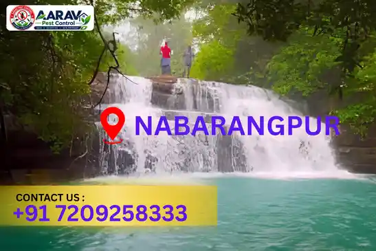 pest control nabarangpur, pest control service nabarangpur, best pest control nabarangpur, professional pest control nabarangpur, pest control company nabarangpur, affordable pest control nabarangpur, residential pest control nabarangpur, commercial pest control nabarangpur, termite control nabarangpur, termite treatment nabarangpur, cockroach control nabarangpur, bed bug control nabarangpur, rodent control nabarangpur, mosquito control nabarangpur, insect control nabarangpur, house pest control nabarangpur, office pest control nabarangpur, pest removal nabarangpur, pest management nabarangpur, pest treatment nabarangpur, local pest control nabarangpur, reliable pest control nabarangpur, safe pest control nabarangpur, effective pest control nabarangpur, complete pest control solutions nabarangpur