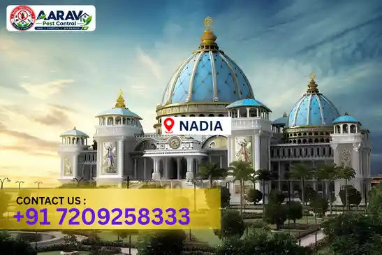 pest control in nadia, pest control nadia, pest control services nadia, pest control company in nadia, best pest control in nadia, professional pest control nadia, termite control in nadia, termite treatment nadia, cockroach control nadia, bed bug control nadia, mosquito control nadia, rat control nadia, rodent control nadia, ant control nadia, lizard control nadia, wood borer control nadia, wood borer treatment nadia, general pest control nadia, home pest control nadia, commercial pest control nadia, pest control near me nadia, pest control price nadia, pest control price list nadia, price list in nadia, pest control cost nadia, termite control price nadia, wood borer treatment price nadia, best pest control company in nadia, pest control service in nadia, insect care pest control nadia