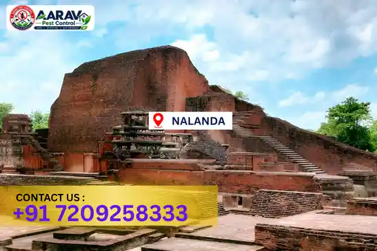 pest control in nalanda, pest control nalanda, pest control services nalanda, pest control company in nalanda, aarav pest control nalanda, best pest control in nalanda, professional pest control nalanda, termite control in nalanda, termite treatment nalanda, cockroach control nalanda, bed bug control nalanda, mosquito control nalanda, rat control nalanda, rodent control nalanda, ant control nalanda, lizard control nalanda, wood borer control nalanda, wood borer treatment nalanda, general pest control nalanda, home pest control nalanda, commercial pest control nalanda, pest control near me nalanda, pest control price nalanda, pest control price list nalanda, price list in nalanda, pest control cost nalanda, termite control price nalanda, wood borer treatment price nalanda, best pest control company in nalanda, pest control service in nalanda, aarav pest control price list nalanda, aarav pest control termite control nalanda, aarav pest control wood borer treatment nalanda