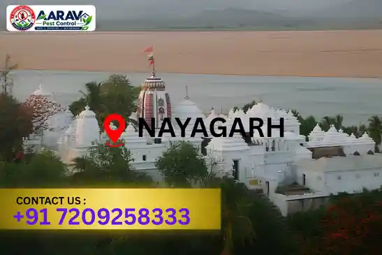 pest control nayagarh, pest control service nayagarh, best pest control nayagarh, professional pest control nayagarh, pest control company nayagarh, affordable pest control nayagarh, residential pest control nayagarh, commercial pest control nayagarh, termite control nayagarh, termite treatment nayagarh, cockroach control nayagarh, bed bug control nayagarh, rodent control nayagarh, mosquito control nayagarh, insect control nayagarh, house pest control nayagarh, office pest control nayagarh, pest removal nayagarh, pest management nayagarh, pest treatment nayagarh, local pest control nayagarh, reliable pest control nayagarh, safe pest control nayagarh, effective pest control nayagarh, complete pest control solutions nayagarh