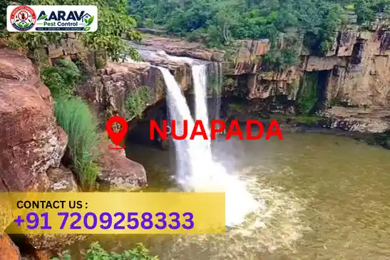 pest control nuapada, pest control service nuapada, best pest control nuapada, professional pest control nuapada, pest control company nuapada, affordable pest control nuapada, residential pest control nuapada, commercial pest control nuapada, termite control nuapada, termite treatment nuapada, cockroach control nuapada, bed bug control nuapada, rodent control nuapada, mosquito control nuapada, insect control nuapada, house pest control nuapada, office pest control nuapada, pest removal nuapada, pest management nuapada, pest treatment nuapada, local pest control nuapada, reliable pest control nuapada, safe pest control nuapada, effective pest control nuapada, complete pest control solutions nuapada