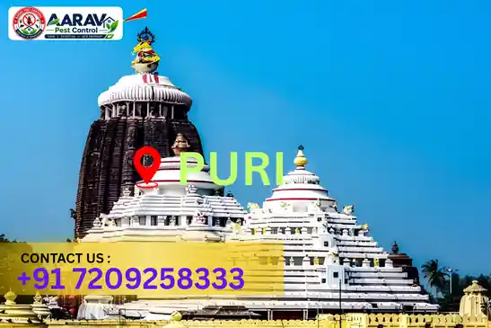 pest control puri, pest control service puri, best pest control puri, professional pest control puri, pest control company puri, affordable pest control puri, residential pest control puri, commercial pest control puri, termite control puri, termite treatment puri, cockroach control puri, bed bug control puri, rodent control puri, mosquito control puri, insect control puri, house pest control puri, office pest control puri, pest removal puri, pest management puri, pest treatment puri, local pest control puri, reliable pest control puri, safe pest control puri, effective pest control puri, complete pest control solutions puri