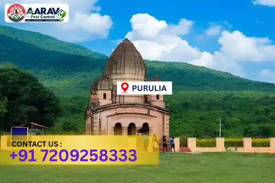 pest control in purulia, pest control purulia, pest control services purulia, pest control company in purulia, best pest control in purulia, professional pest control purulia, termite control in purulia, termite treatment purulia, cockroach control purulia, bed bug control purulia, mosquito control purulia, rat control purulia, rodent control purulia, ant control purulia, lizard control purulia, wood borer control purulia, wood borer treatment purulia, general pest control purulia, home pest control purulia, commercial pest control purulia, pest control near me purulia, pest control price purulia, pest control price list purulia, price list in purulia, pest control cost purulia, termite control price purulia, wood borer treatment price purulia, best pest control company in purulia, pest control service in purulia, insect care pest control purulia