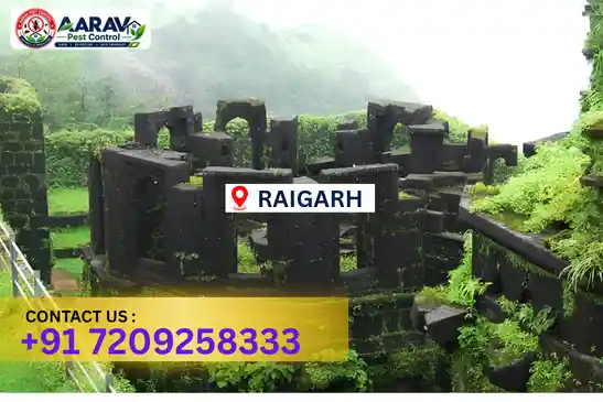 pest control in raigarh, pest control raigarh, pest control services raigarh, pest control company in raigarh, best pest control in raigarh, professional pest control raigarh, termite control in raigarh, termite treatment raigarh, cockroach control raigarh, cockroach treatment raigarh, bed bug control raigarh, mosquito control raigarh, rat control raigarh, rodent control raigarh, ant control raigarh, lizard control raigarh, general pest control raigarh, home pest control raigarh, commercial pest control raigarh, pest control near me raigarh, pest control price raigarh, pest control price list raigarh, price list in raigarh, pest control cost raigarh, termite control price raigarh, termite treatment price raigarh, best pest control company in raigarh, pest control service in raigarh, insect care pest control raigarh