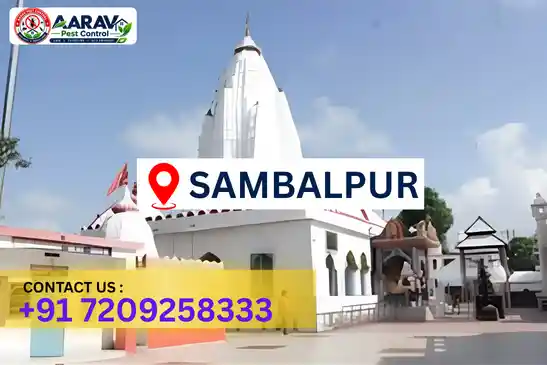 pest control sambalpur, pest control service sambalpur, best pest control sambalpur, professional pest control sambalpur, pest control company sambalpur, affordable pest control sambalpur, residential pest control sambalpur, commercial pest control sambalpur, termite control sambalpur, termite treatment sambalpur, cockroach control sambalpur, bed bug control sambalpur, rodent control sambalpur, mosquito control sambalpur, insect control sambalpur, house pest control sambalpur, office pest control sambalpur, pest removal sambalpur, pest management sambalpur, pest treatment sambalpur, local pest control sambalpur, reliable pest control sambalpur, safe pest control sambalpur, effective pest control sambalpur, complete pest control solutions sambalpur