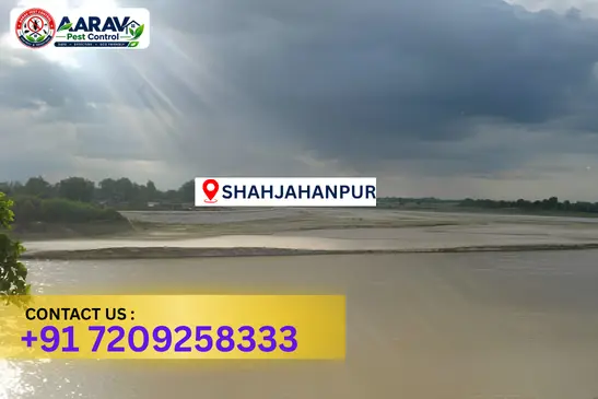 shahjahanpur pest control, pest control in shahjahanpur, pest control service shahjahanpur, pest control company in shahjahanpur, best pest control shahjahanpur, home pest control shahjahanpur, commercial pest control shahjahanpur, termite control in shahjahanpur, termite treatment shahjahanpur, cockroach control shahjahanpur, mosquito control shahjahanpur, bed bug control shahjahanpur, rat control shahjahanpur, lizard control shahjahanpur, ant control shahjahanpur, general pest control shahjahanpur, pest management shahjahanpur, pest control price shahjahanpur, shahjahanpur pest control price list, price list in shahjahanpur, affordable pest control shahjahanpur, professional pest control shahjahanpur, pest control near me shahjahanpur, pest control services shahjahanpur uttar pradesh, aarav pest control shahjahanpur, aarav pest control in shahjahanpur, aarav pest control uttar pradesh.