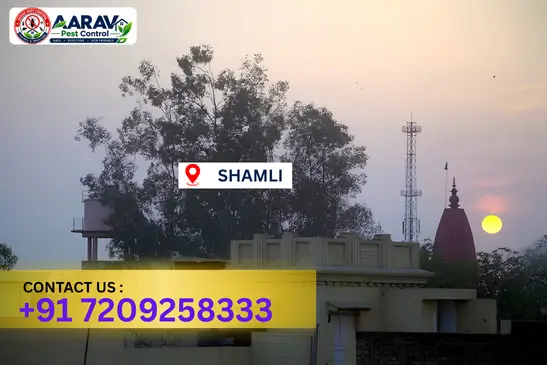 shamli pest control, pest control in shamli, pest control service shamli, pest control company in shamli, best pest control shamli, home pest control shamli, commercial pest control shamli, termite control in shamli, termite treatment shamli, cockroach control shamli, mosquito control shamli, bed bug control shamli, rat control shamli, lizard control shamli, ant control shamli, general pest control shamli, pest management shamli, pest control price shamli, shamli pest control price list, price list in shamli, affordable pest control shamli, professional pest control shamli, pest control near me shamli, pest control services shamli uttar pradesh, aarav pest control shamli, aarav pest control in shamli, aarav pest control uttar pradesh.