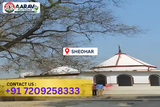 pest control in sheohar, pest control sheohar, pest control services sheohar, pest control company in sheohar, aarav pest control sheohar, best pest control in sheohar, professional pest control sheohar, termite control in sheohar, termite treatment sheohar, cockroach control sheohar, bed bug control sheohar, mosquito control sheohar, rat control sheohar, rodent control sheohar, ant control sheohar, lizard control sheohar, wood borer control sheohar, wood borer treatment sheohar, general pest control sheohar, home pest control sheohar, commercial pest control sheohar, pest control near me sheohar, pest control price sheohar, pest control price list sheohar, price list in sheohar, pest control cost sheohar, termite control price sheohar, wood borer treatment price sheohar, best pest control company in sheohar, pest control service in sheohar, aarav pest control price list sheohar, aarav pest control termite control sheohar, aarav pest control wood borer treatment sheohar