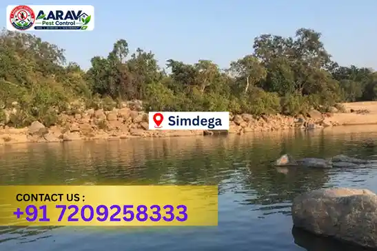simdega pest control, pest control in simdega, pest control service simdega, pest control company in simdega, best pest control simdega, home pest control simdega, commercial pest control simdega, termite control in simdega, termite treatment simdega, termite control service simdega, cockroach control simdega, cockroach treatment simdega, mosquito control simdega, mosquito treatment simdega, bed bug control simdega, bed bug treatment simdega, rat control simdega, rodent control simdega, lizard control simdega, ant control simdega, general pest control simdega, pest management simdega, pest control price simdega, simdega pest control price list, price list in simdega, pest control company in simdega, termite control in simdega, affordable pest control simdega, pest control near me simdega, professional pest control simdega, pest control services simdega jharkhand, aarav pest control simdega, aarav pest control in simdega, aarav pest control jharkhand.