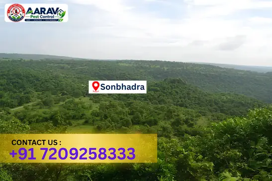 sonbhadra pest control, pest control in sonbhadra, pest control service sonbhadra, pest control company in sonbhadra, best pest control sonbhadra, home pest control sonbhadra, commercial pest control sonbhadra, termite control in sonbhadra, termite treatment sonbhadra, cockroach control sonbhadra, mosquito control sonbhadra, bed bug control sonbhadra, rat control sonbhadra, lizard control sonbhadra, ant control sonbhadra, general pest control sonbhadra, pest management sonbhadra, pest control price sonbhadra, sonbhadra pest control price list, price list in sonbhadra, affordable pest control sonbhadra, professional pest control sonbhadra, pest control near me sonbhadra, pest control services sonbhadra uttar pradesh, aarav pest control sonbhadra, aarav pest control in sonbhadra, aarav pest control uttar pradesh.