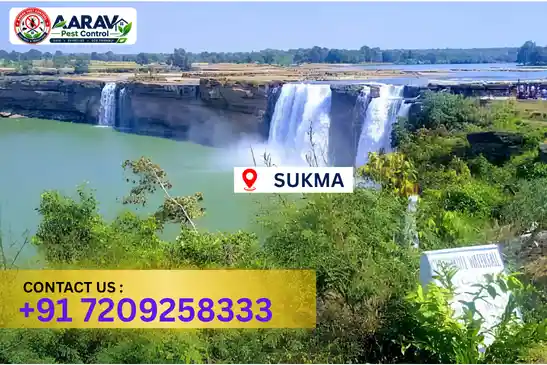 pest control in sukma, pest control sukma, pest control services sukma, pest control company in sukma, best pest control in sukma, professional pest control sukma, termite control in sukma, termite treatment sukma, cockroach control sukma, cockroach treatment sukma, bed bug control sukma, mosquito control sukma, rat control sukma, rodent control sukma, ant control sukma, lizard control sukma, general pest control sukma, home pest control sukma, commercial pest control sukma, pest control near me sukma, pest control price sukma, pest control price list sukma, price list in sukma, pest control cost sukma, termite control price sukma, termite treatment price sukma, best pest control company in sukma, pest control service in sukma, insect care pest control sukma