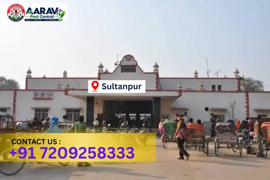 sultanpur pest control, pest control in sultanpur, pest control service sultanpur, pest control company in sultanpur, best pest control sultanpur, home pest control sultanpur, commercial pest control sultanpur, termite control in sultanpur, termite treatment sultanpur, cockroach control sultanpur, mosquito control sultanpur, bed bug control sultanpur, rat control sultanpur, lizard control sultanpur, ant control sultanpur, general pest control sultanpur, pest management sultanpur, pest control price sultanpur, sultanpur pest control price list, price list in sultanpur, affordable pest control sultanpur, professional pest control sultanpur, pest control near me sultanpur, pest control services sultanpur uttar pradesh, aarav pest control sultanpur, aarav pest control in sultanpur, aarav pest control uttar pradesh.