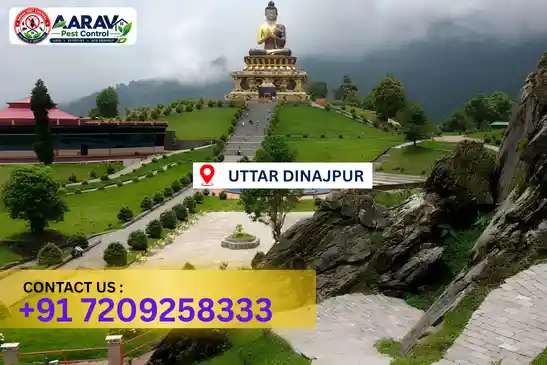 pest control in uttar dinajpur, pest control uttar dinajpur, pest control services uttar dinajpur, pest control company in uttar dinajpur, best pest control in uttar dinajpur, professional pest control uttar dinajpur, termite control in uttar dinajpur, termite treatment uttar dinajpur, cockroach control uttar dinajpur, bed bug control uttar dinajpur, mosquito control uttar dinajpur, rat control uttar dinajpur, rodent control uttar dinajpur, ant control uttar dinajpur, lizard control uttar dinajpur, wood borer control uttar dinajpur, wood borer treatment uttar dinajpur, general pest control uttar dinajpur, home pest control uttar dinajpur, commercial pest control uttar dinajpur, pest control near me uttar dinajpur, pest control price uttar dinajpur, pest control price list uttar dinajpur, price list in uttar dinajpur, pest control cost uttar dinajpur, termite control price uttar dinajpur, wood borer treatment price uttar dinajpur, best pest control company in uttar dinajpur, pest control service in uttar dinajpur, insect care pest control uttar dinajpur